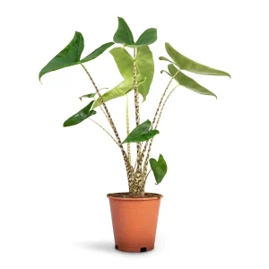 ΑΛΟΚΑΣΙΑ ZEBRINA